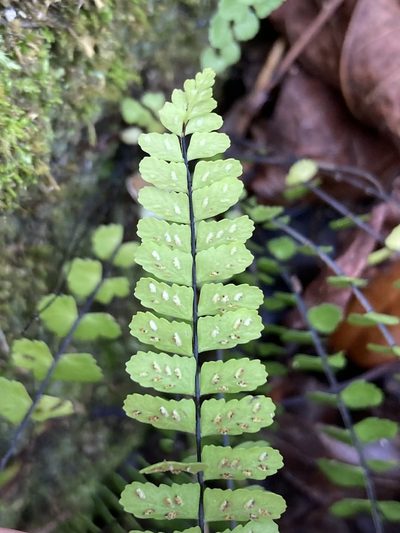 Asplenium heterochroum, photographed by er-birds