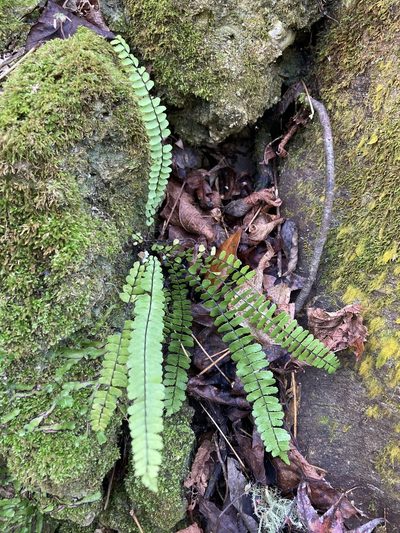 Asplenium heterochroum, photographed by er-birds