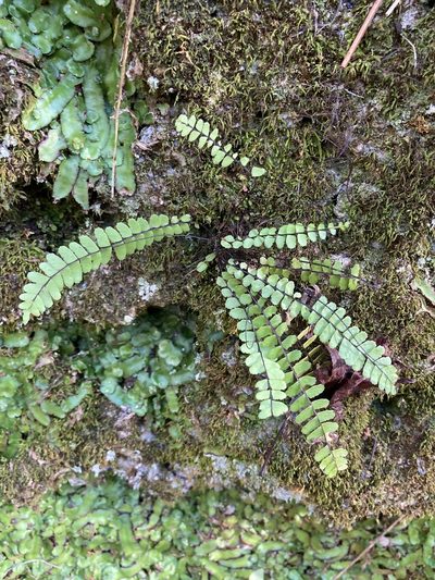 Asplenium heterochroum, photographed by er-birds