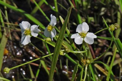 Helanthium bolivianum, photographed by Hugo Hulsberg