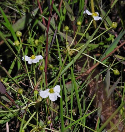 Helanthium bolivianum, photographed by Hugo Hulsberg