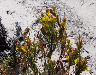 Rafnia crassifolia, photographed by Tony Rebelo
