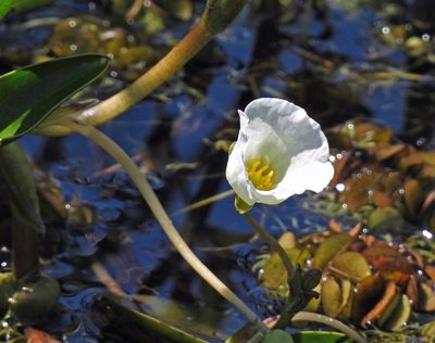 Sagittaria rhombifolia, photographed by Hugo Hulsberg