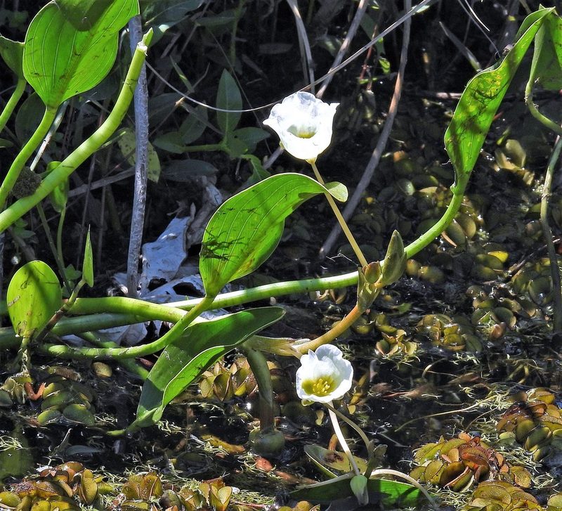 Sagittaria rhombifolia, photographed by Hugo Hulsberg