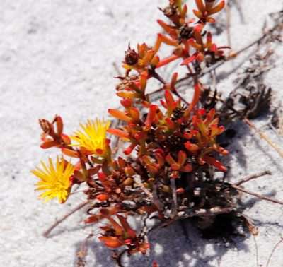 Lampranthus bicolor, photographed by Tony Rebelo