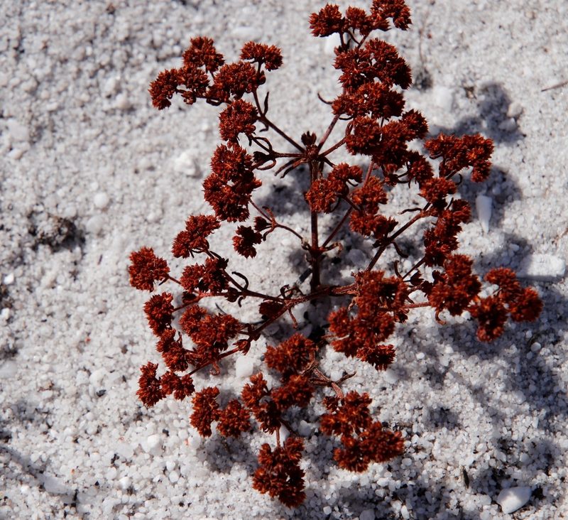 Crassula glomerata, photographed by Tony Rebelo