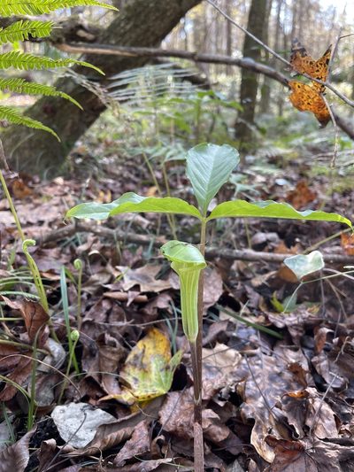 Arisaema acuminatum, photographed by Brandon Corder
