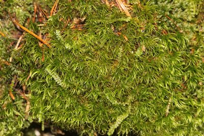 Paraleucobryum longifolium, photographed by Quinten Wiegersma