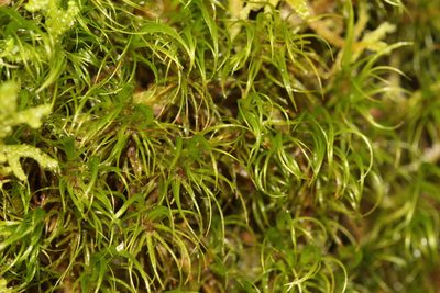 Paraleucobryum longifolium, photographed by Quinten Wiegersma