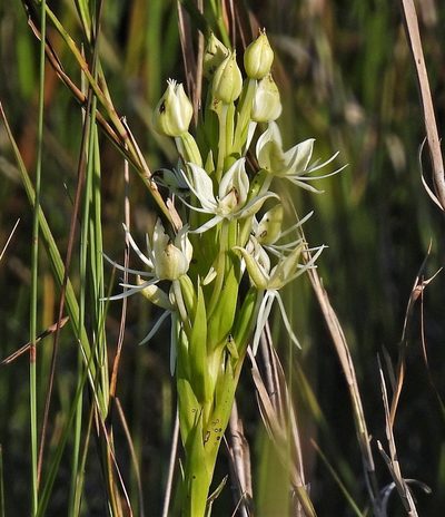 Habenaria bractescens, photographed by Hugo Hulsberg