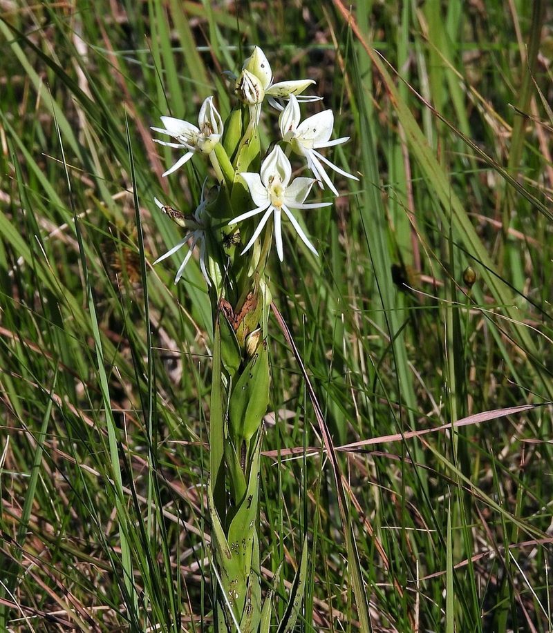 Habenaria bractescens, photographed by Hugo Hulsberg