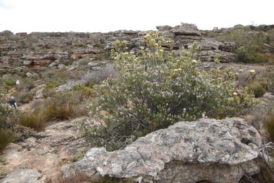 Protea glabra, photographed by Tony Rebelo