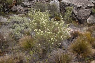 Phylica rigidifolia, photographed by Tony Rebelo