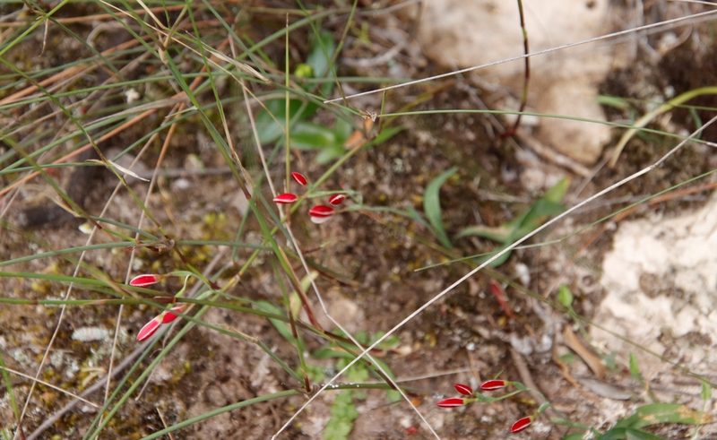 Hesperantha cucullata, photographed by Tony Rebelo