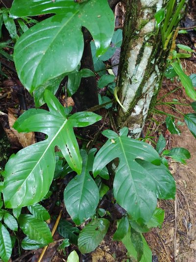 Philodendron squamiferum, photographed by Guillaume Delaitre