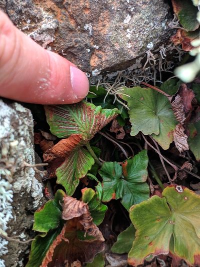 Asplenium hemionitis, photographed by Denys Vynokurov