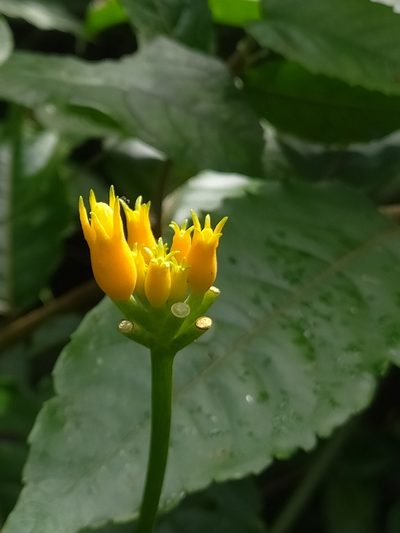 Gurania lobata, photographed by Guillaume Delaitre