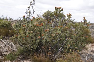 Protea glabra, photographed by Tony Rebelo