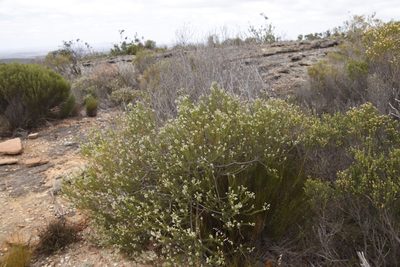 Phylica rigidifolia, photographed by Tony Rebelo
