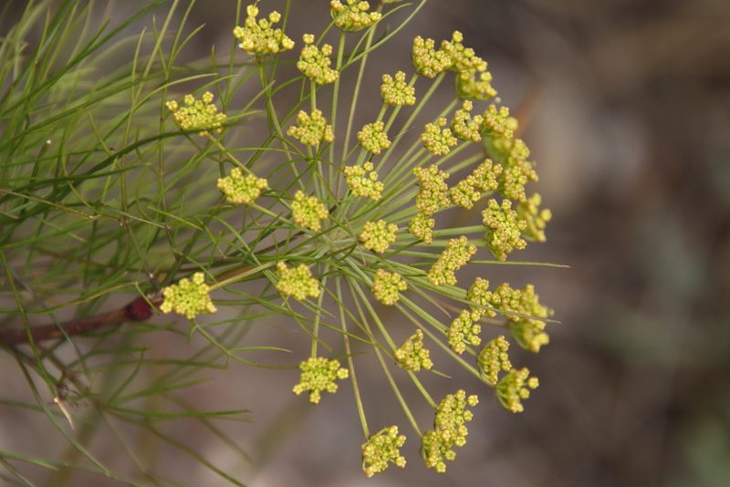 Notobubon tenuifolium, photographed by Tony Rebelo