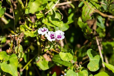 Ipomoea amnicola, photographed by Melissa McMasters