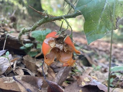 Solanum capsicoides, photographed by Lauren Gillett