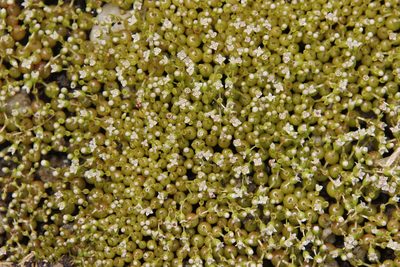 Crassula aphylla, photographed by Tony Rebelo