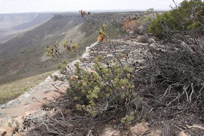 Protea glabra, photographed by Tony Rebelo