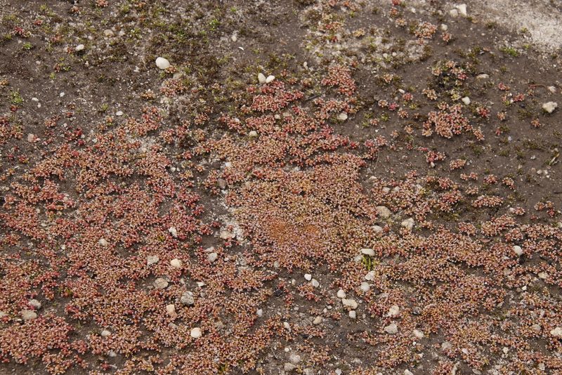 Crassula aphylla, photographed by Tony Rebelo