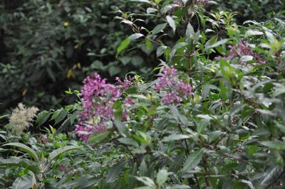 Fuchsia paniculata, photographed by Emily Franzen