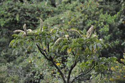 Oreopanax xalapensis, photographed by Emily Franzen