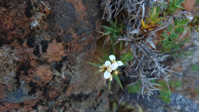 Nassauvia aculeata, photographed by Ezequiel Racker