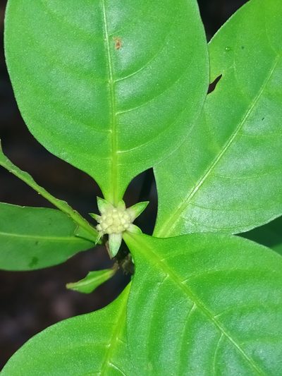 Palicourea hoffmannseggiana, photographed by Guillaume Delaitre