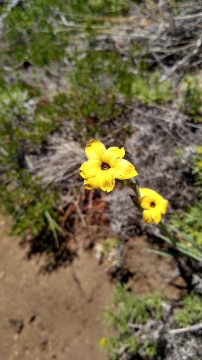 Sisyrinchium arenarium, photographed by Ezequiel Racker