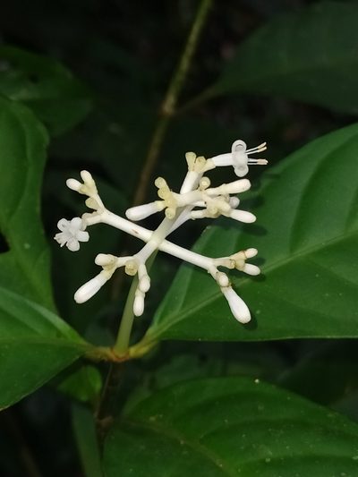 Psychotria cupularis, photographed by Guillaume Delaitre