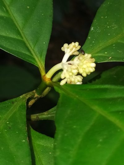 Psychotria cupularis, photographed by Guillaume Delaitre
