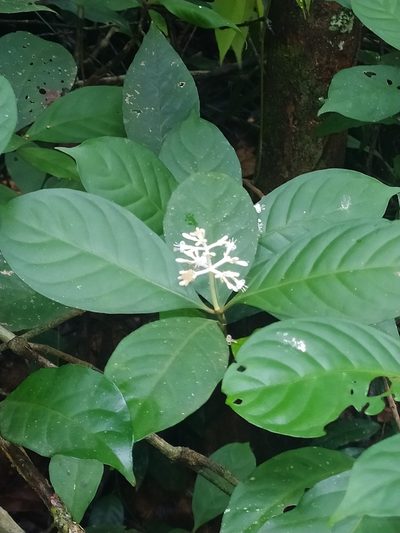 Psychotria cupularis, photographed by Guillaume Delaitre