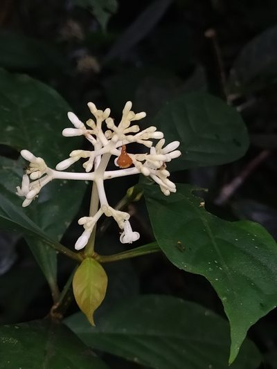 Psychotria cupularis, photographed by Guillaume Delaitre