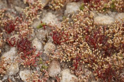 Crassula aphylla, photographed by Tony Rebelo