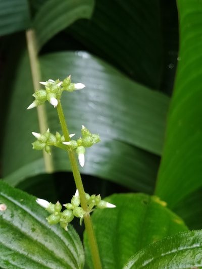 Aciotis purpurascens, photographed by Guillaume Delaitre