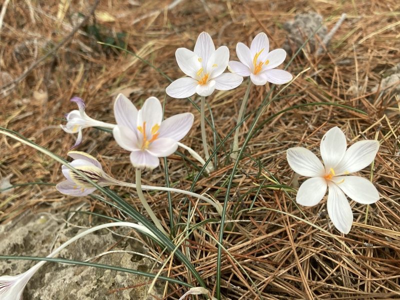 Crocus cambessedesii, photographed by Hill Craddock