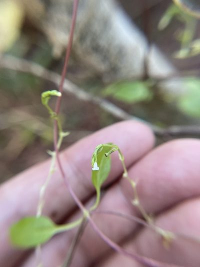 Valeriana scandens, photographed by Brandon Corder