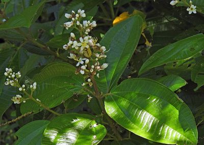 Miconia chamissois, photographed by Hugo Hulsberg