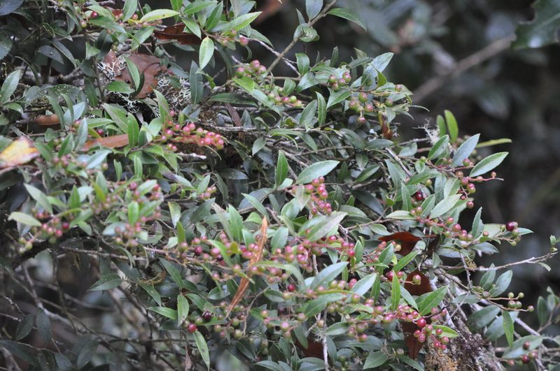 Vaccinium consanguineum, photographed by Emily Franzen