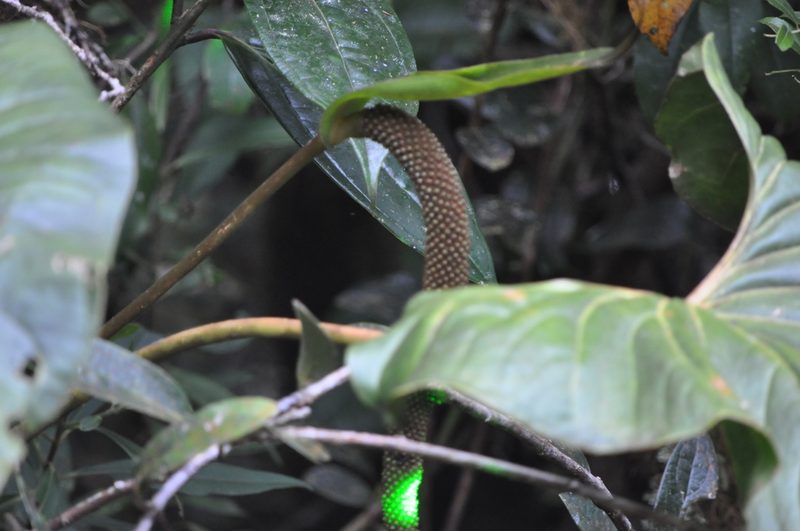 Anthurium concinnatum, photographed by Emily Franzen