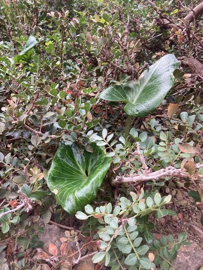Arum pictum, photographed by Hill Craddock
