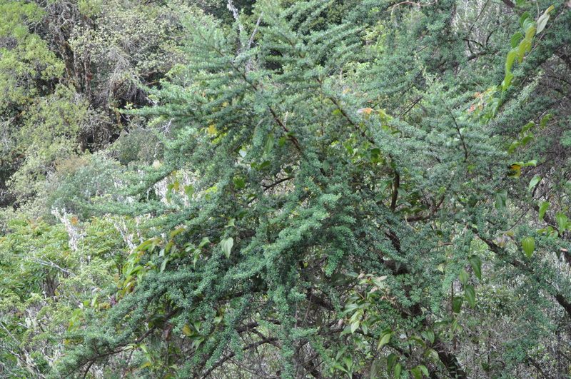 Escallonia myrtilloides, photographed by Emily Franzen