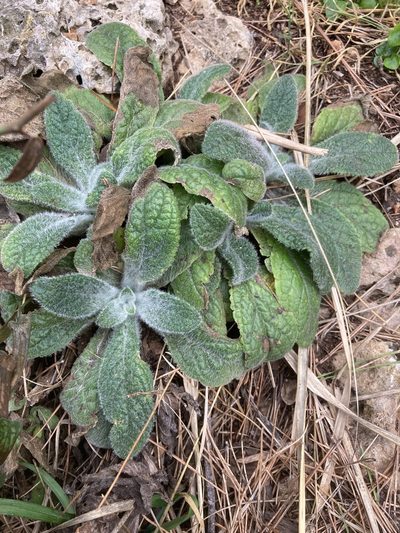 Digitalis minor, photographed by Hill Craddock