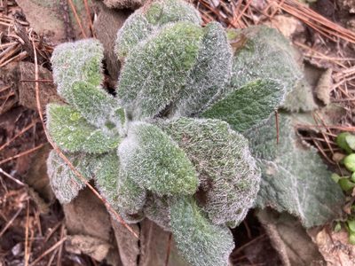 Digitalis minor, photographed by Hill Craddock