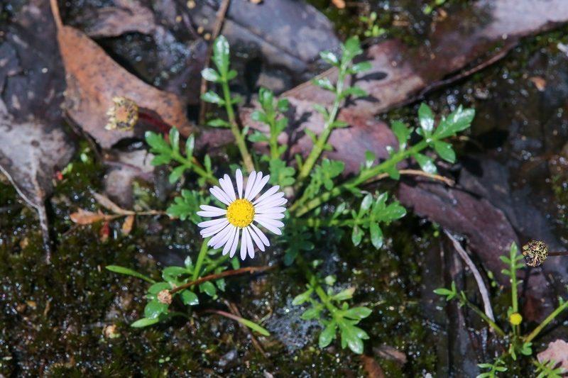 Brachyscome stuartii, photographed by dhfischer